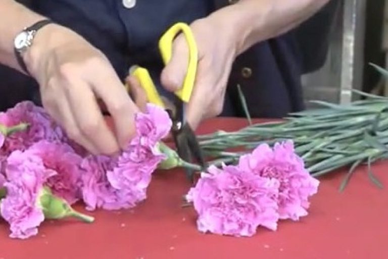 How to Dry Flowers FarmingAbout